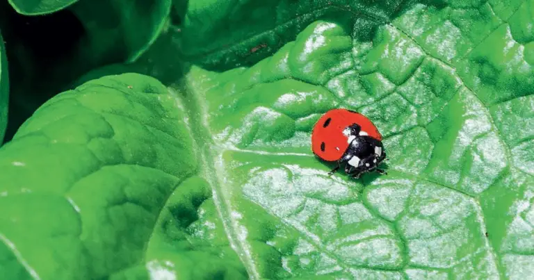 Insetti utili e insetti nocivi nell’orto: guida al riconoscimento e alla gestione naturale