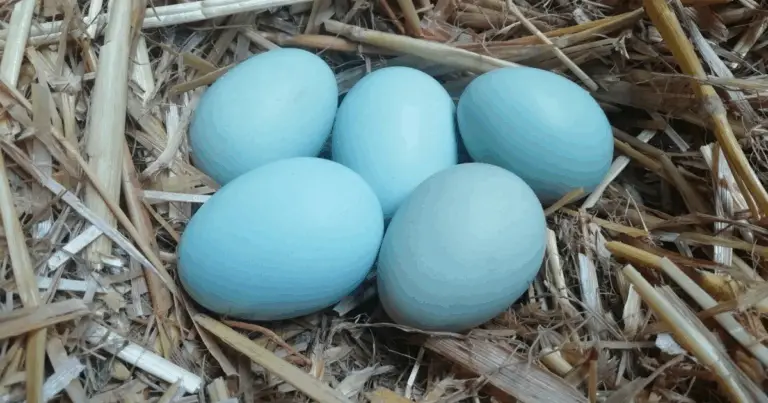 Uova colorate delle galline: razze, caratteristiche e curiosità