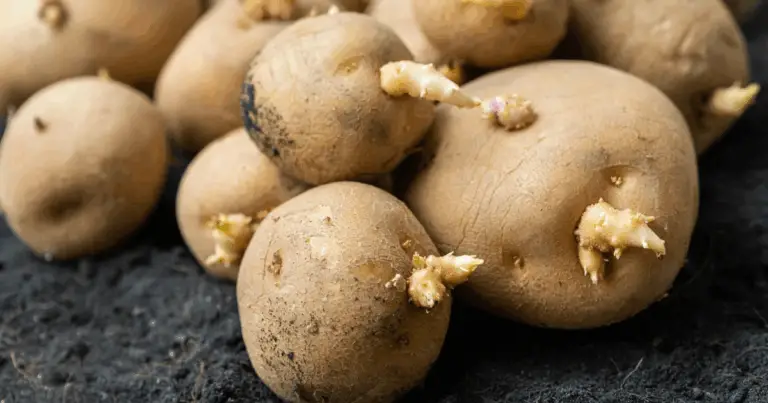 Patate sicure da consumare: come riconoscere germogli e macchie verdi