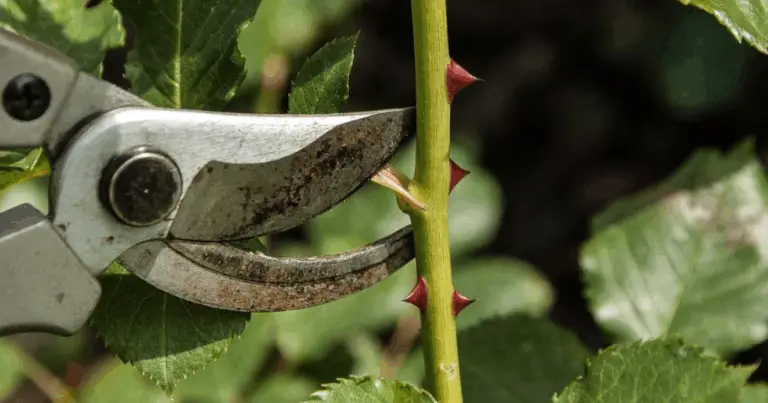 Potatura delle rose: guida completa per piante sane e fioriture abbondanti