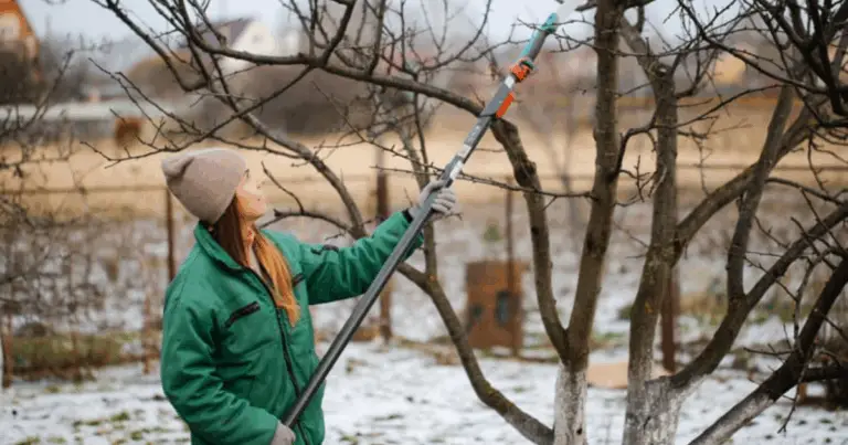 Potatura di pomodori e arbusti: guida pratica per piante sane e produttive