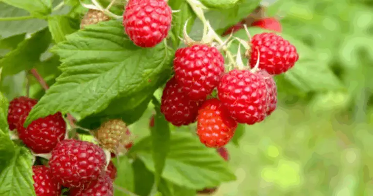 Coltivazione dei lamponi in aiuole rialzate con sostegni: guida completa