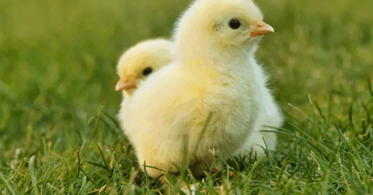 Riconoscere i pulcini di razza: guida completa per l’allevatore