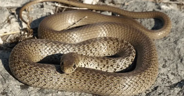 Serpenti dell’Ohio: guida completa al riconoscimento e alla sicurezza