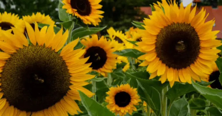 Capanna di girasoli: guida completa per creare un rifugio naturale in giardino