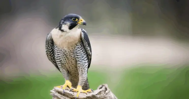 Gli animali più veloci del mondo: confronto tra terra, aria e acqua