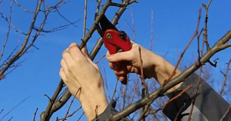 Potatura dell’albero: tecniche, tempi e consigli pratici