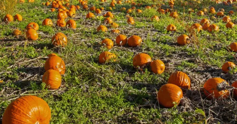 Orto urbano con zucche in contenitori riciclati: guida pratica