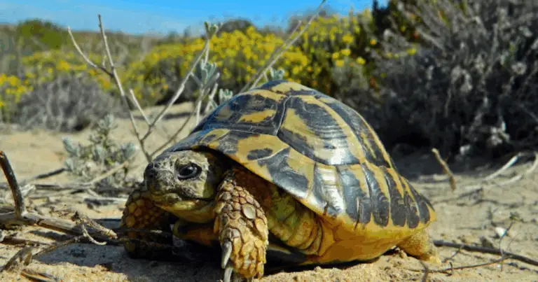 Come distinguere il sesso delle tartarughe terrestri: guida pratica