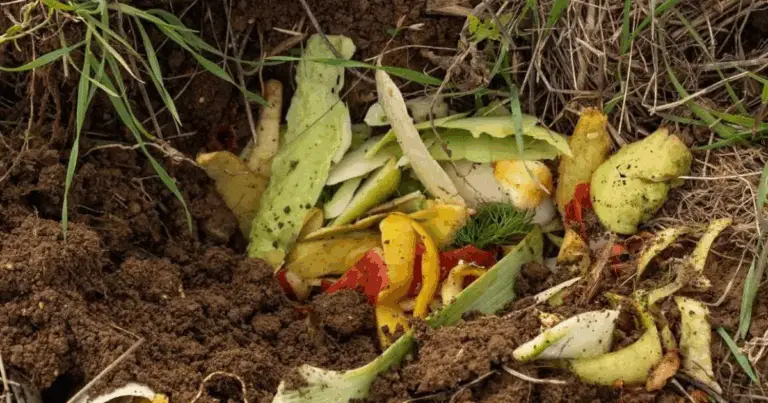 Compostaggio in secchio interrato: trasformare gli scarti di cucina in nutrimento per l’orto