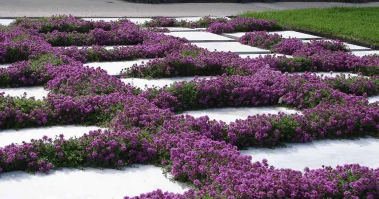 Piante tappezzanti che contrastano le infestanti: guida pratica alla scelta