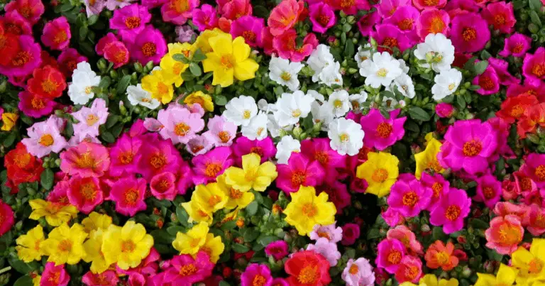 Piante da giardino che richiedono poca acqua: guida completa