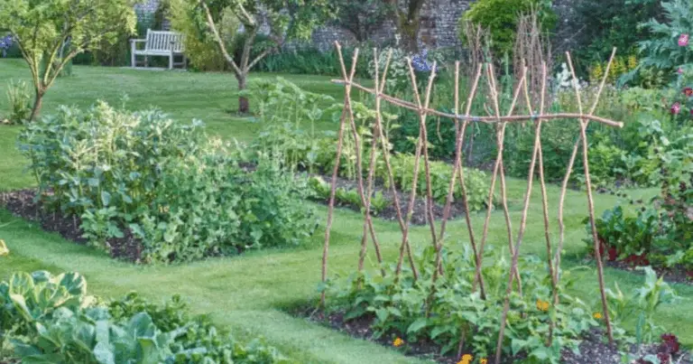 Piante alleate dei cetrioli: come scegliere le migliori consociazioni