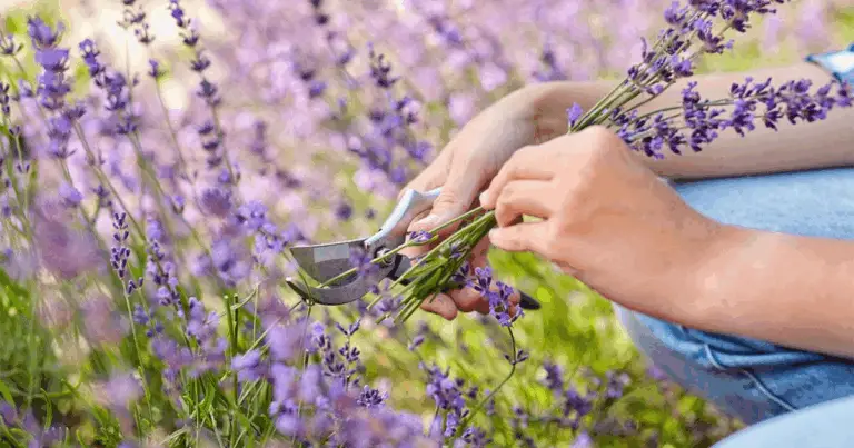 Potare la lavanda per mantenerla sana e fiorita