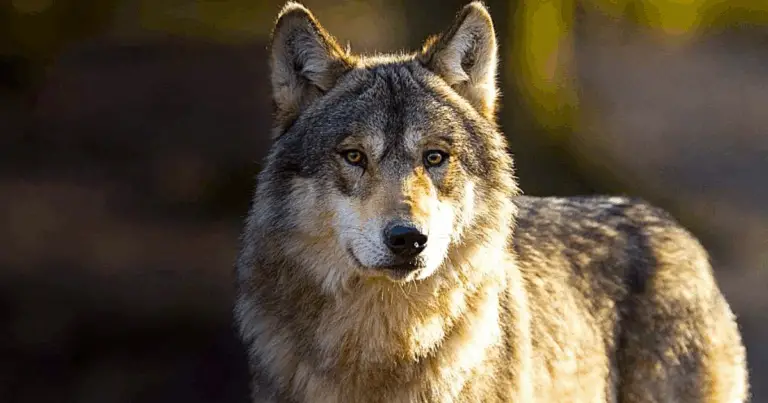 Meravigliosi tipi di lupi: guida completa alla diversità del Canis lupus