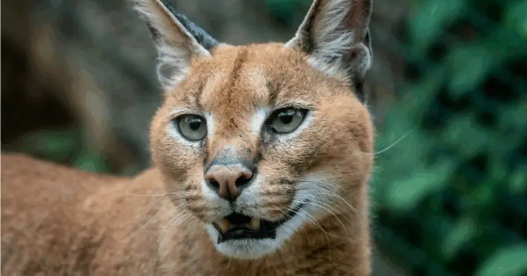 La famiglia dei felidi: guida completa alla diversità e conservazione