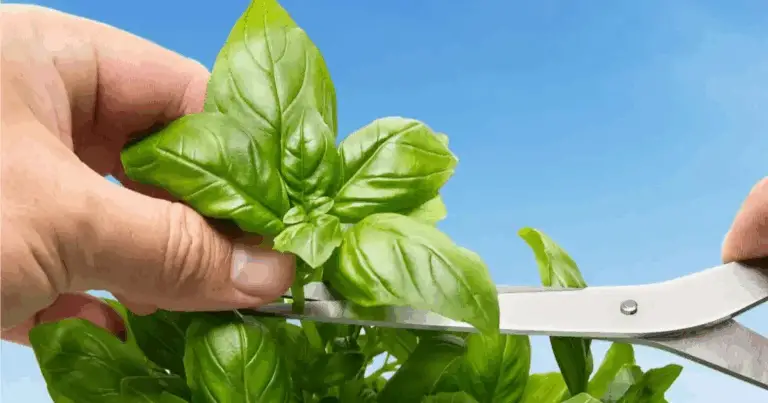 Potatura del basilico: guida completa per una pianta rigogliosa e produttiva