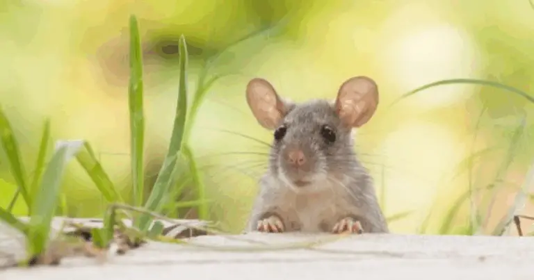 Allontanare i topi in modo naturale: guida ai rimedi efficaci