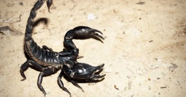 Scorpioni: come riconoscere le specie più pericolose e proteggersi