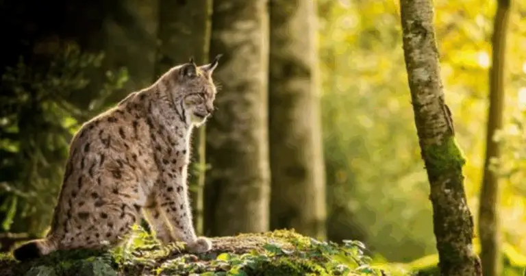 Felini più potenti del mondo: guida completa alle specie dominanti
