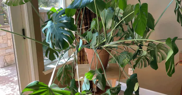 Come coltivare un pothos su tutore di muschio per ottenere una crescita rigogliosa