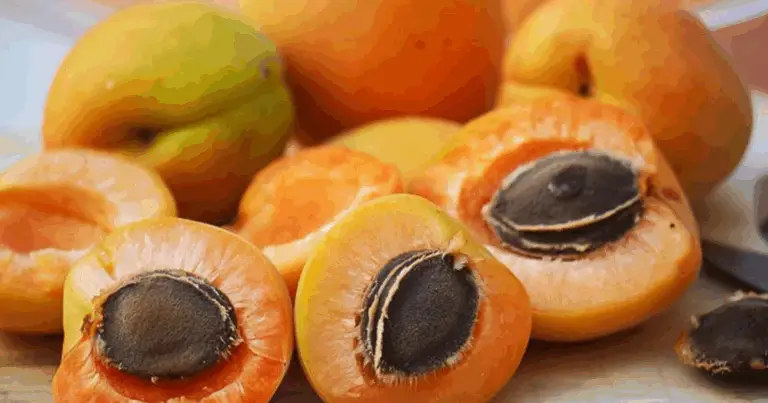 Frutta secca e frutta disidratata: l’abbinamento perfetto per uno spuntino sano ed equilibrato