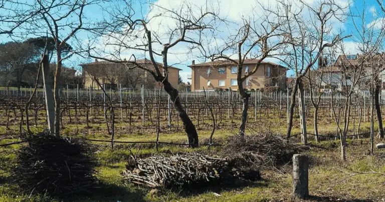 Guida completa su come piantare correttamente un albero