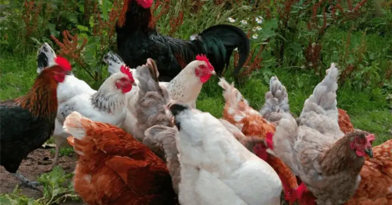 Galline silenziose per il giardino: le razze più tranquille e come gestirle al meglio