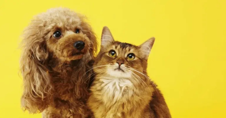 Quanto vivono gli animali: confronto tra specie e fattori che influenzano la longevità