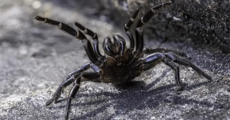 I ragni più pericolosi del mondo: riconoscerli e prevenire i rischi