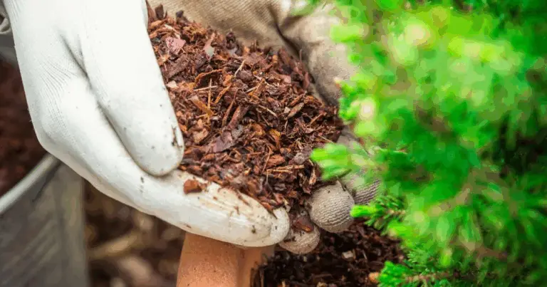 Fertilizzanti naturali fatti in casa: come nutrire il suolo in modo sostenibile