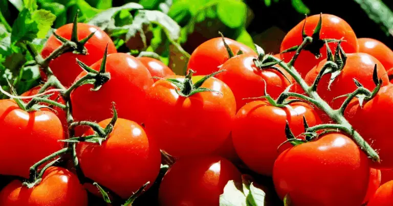 Tipi di pomodori: guida completa alle varietà, ai sapori e agli usi in cucina
