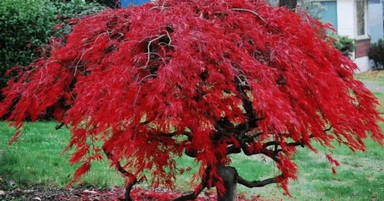Sei alberi a crescita rapida che offrono ombra e bellezza al tuo giardino