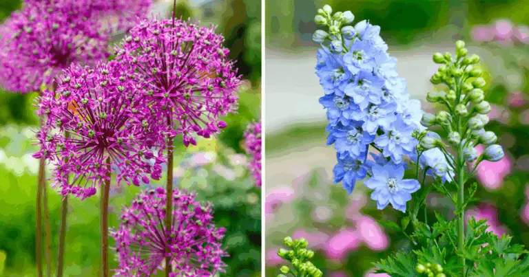 25 fiori da conoscere per creare un giardino colorato e armonioso