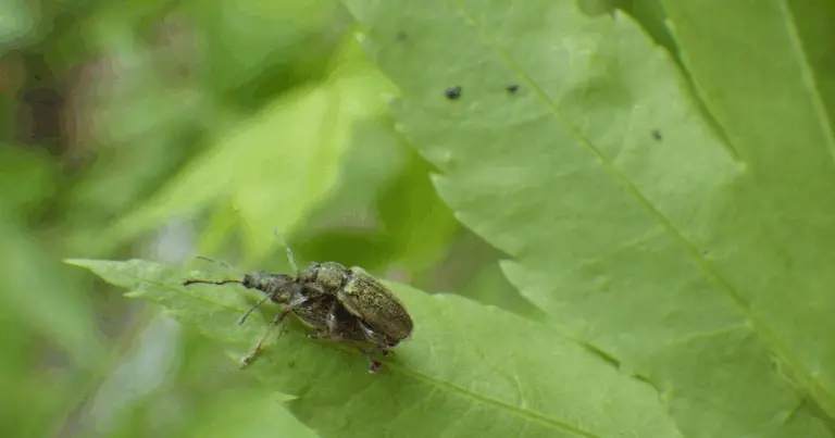 Insetti comuni: guida rapida per riconoscerli e gestirli in modo consapevole