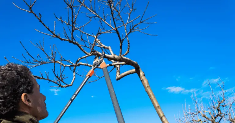 Tecniche di potatura per alberi da frutto: guida completa per piante sane e produttive