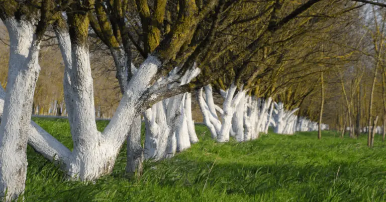 Perché si imbiancano i tronchi degli alberi: guida completa alla protezione naturale del frutteto