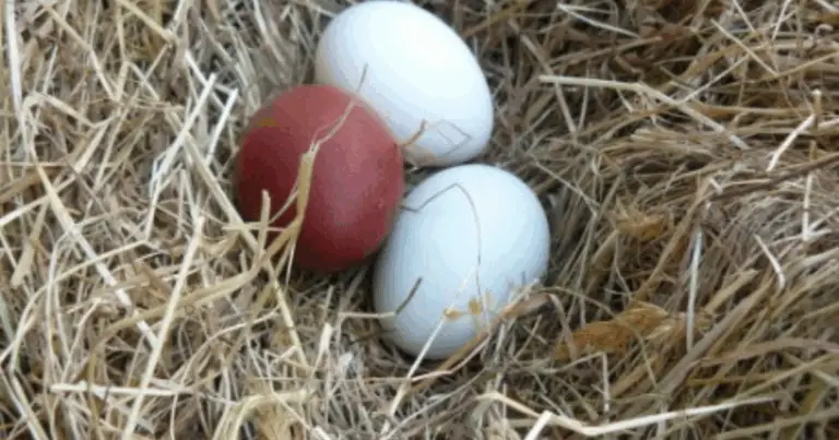 Come si forma un uovo: il sorprendente processo riproduttivo della gallina