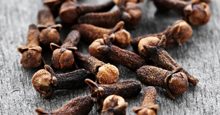 Propagare i chiodi di garofano con l’aloe vera: un metodo naturale, semplice ed efficace