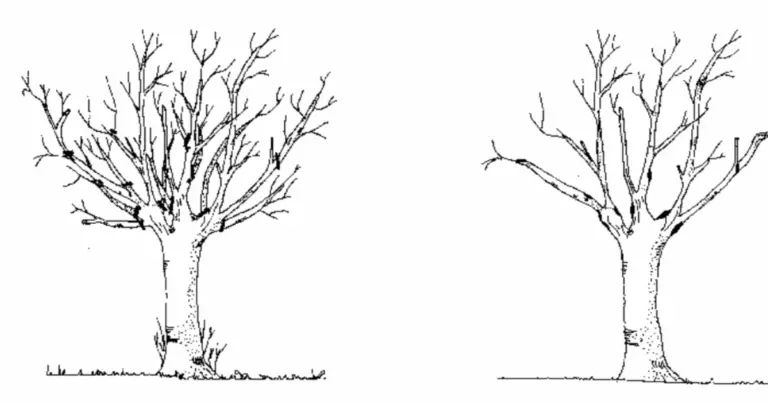 Guida Completa alla Potatura: Tecniche, Tempistiche e Risultati