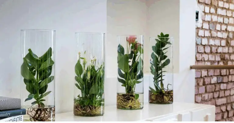 Piante che crescono e fioriscono in acqua: guida completa per una casa verde e sostenibile