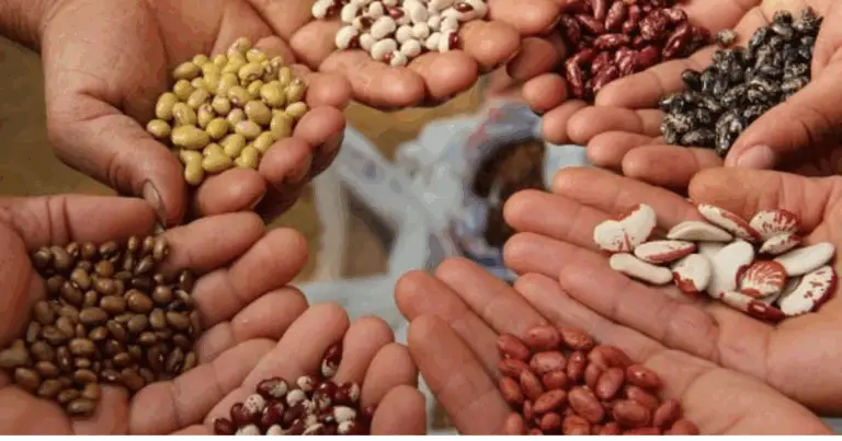 Guida completa ai principali semi da orto: riconoscerli e coltivarli con successo