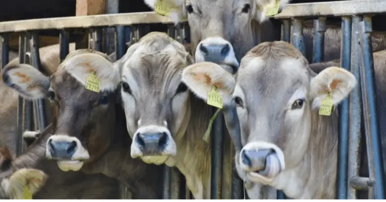 Razze di bovini Zebu: origine, caratteristiche e importanza nell’allevamento moderno