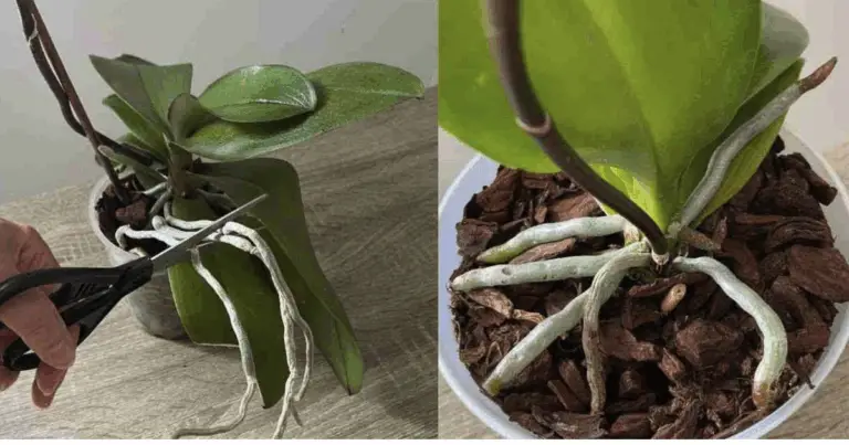 Come far rinascere un’orchidea da una foglia: guida completa alla rigenerazione naturale