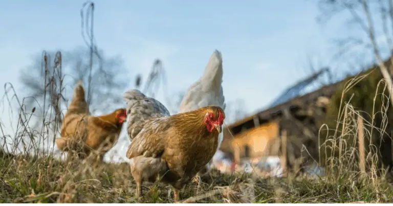 Bagno di polvere per galline: come realizzarlo e perché è essenziale per il loro benessere
