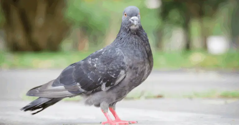 Guida ai principali piccioni e tortore d’Europa: caratteristiche e riconoscimento