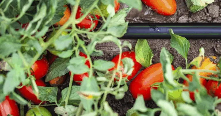 Irrigazione in profondità dei pomodori: metodo efficace per piante sane e produttive
