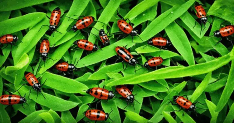 Come riconoscere i principali parassiti delle piante: guida pratica per coltivatori e appassionati