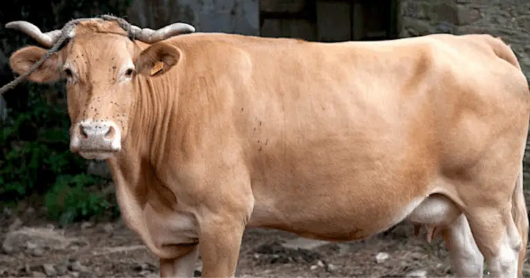 Le migliori razze bovine da carne: guida completa alla scelta e all’allevamento