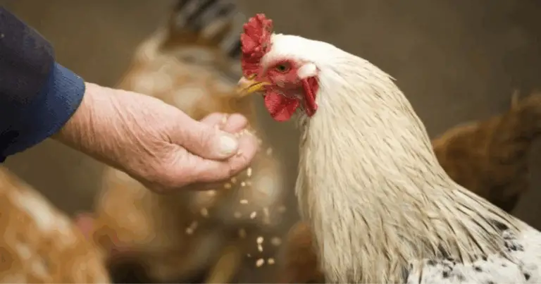 Razze di Galline e Produzione di Uova: Guida Completa per un Allevamento di Successo